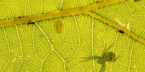 'From microbes to mountains' looks at how economic value is attributed to ecosystems 