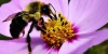 Data from the Great British Bee Count will contribute to the National Biodiversity Network