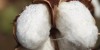 Marks and Spencer has pledged to procure 50 per cent of its cotton from sustainable sources by 2020