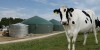Wyke Farms generates biogas from its farm and dairy waste