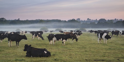 The research studied both meat and dairy products 