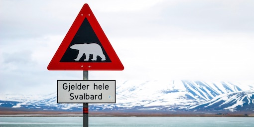Greenpeace is calling for a 'Marine Protected Area' in the waters around Svalbard, home to polar bears 